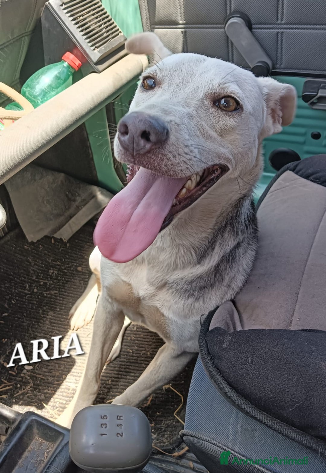 Meticcio cani in regalo: UNA MAMMA PER ARIA  - Annuncio 1