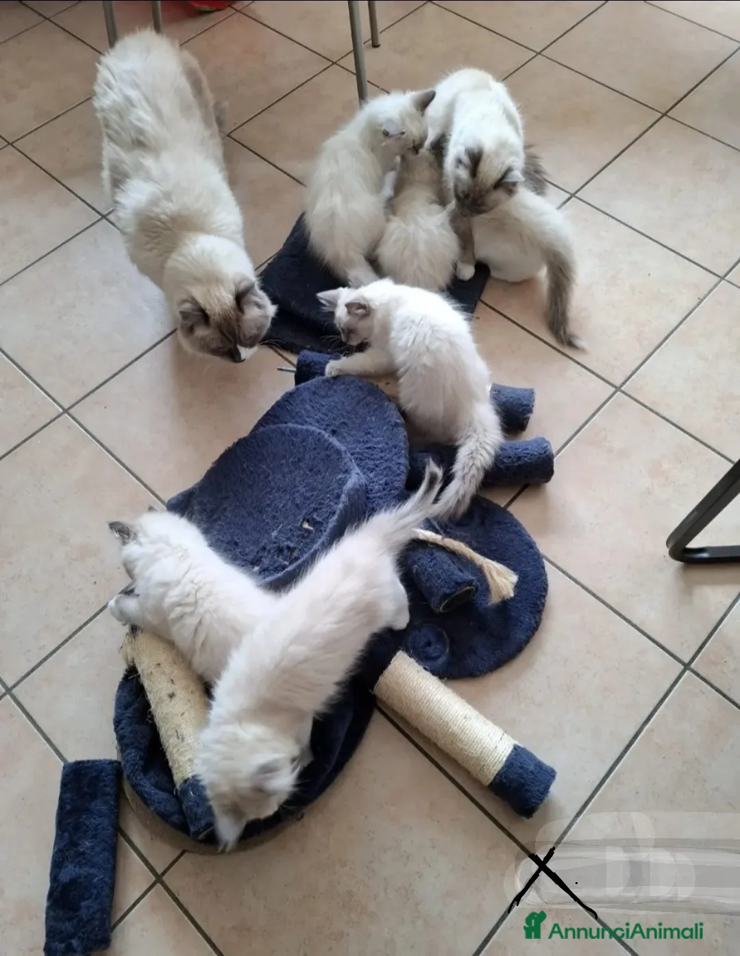Ragdoll gatti per accoppiamento: Ragdoll maschio pedigree disponibile per monta  - Annuncio 4