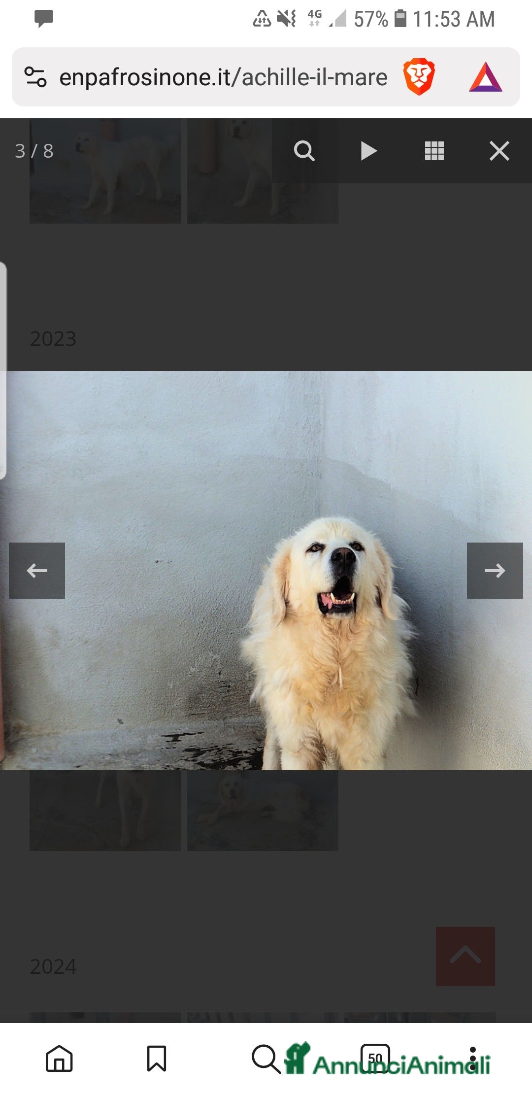 Meticcio cani in regalo: ACHILLE , BELLO SOLENNE E BUONO - Annuncio 3