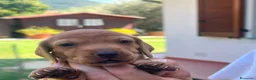 Bassotto cani in vendita: Bassotti  - Annuncio 4