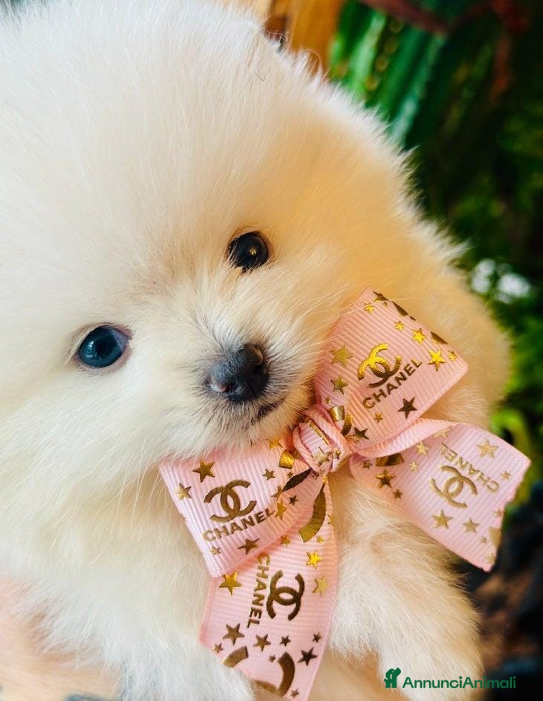 Volpino Pomerania cani in vendita: Cuccioli di Pomerania - Annuncio 24