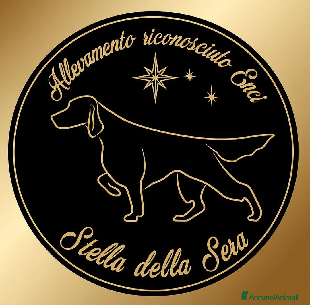 Immagine della galleria {{count}}