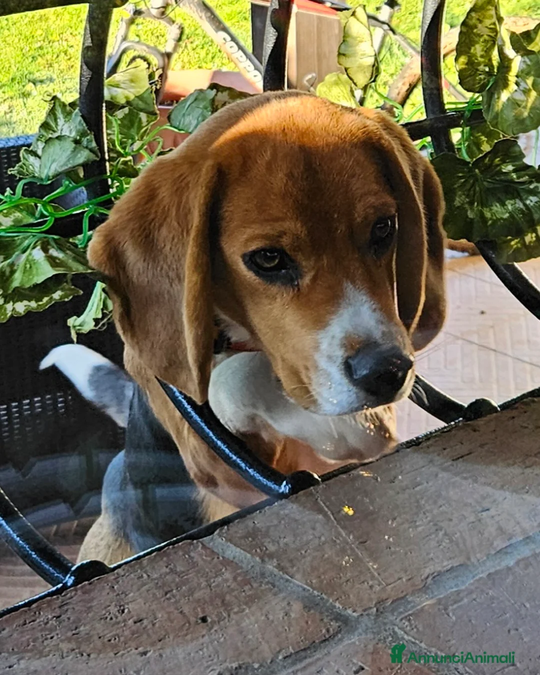 Beagle cani in vendita: Cucciolo Beagle 8 mesi - Annuncio 5