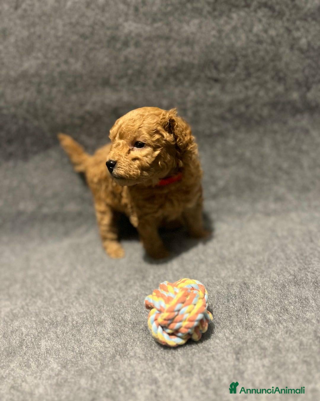 Barboncino Toy cani in vendita: 🏆 Cuccioli di barboncino ❤️Pronti a partire a Città metropolitana di Roma Capitale - Annuncio 7