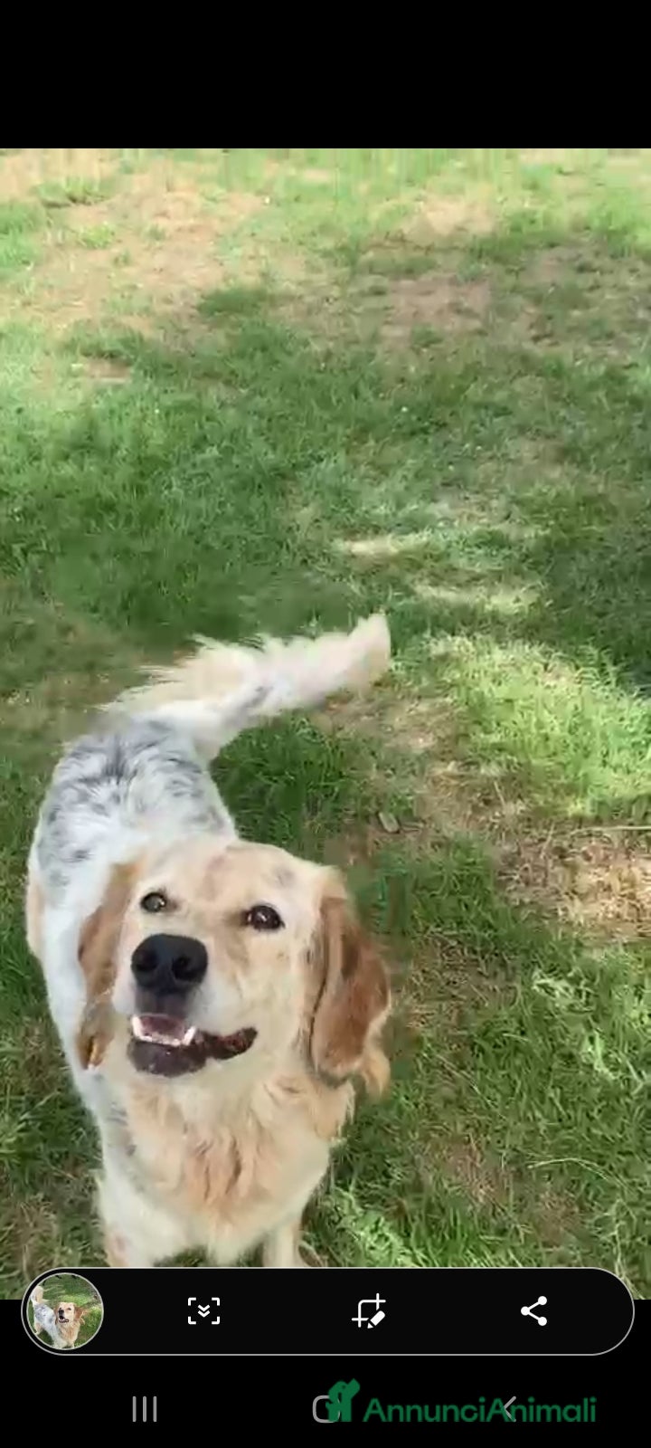 Meticcio cani Salvo tolto dal suo aguzzino 5anni fa..SOS NAPOLI a Città metropolitana di Milano - Annuncio 2