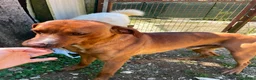 Meticcio cani in regalo: IL DOLCISSIMO CORFU' - Annuncio 9