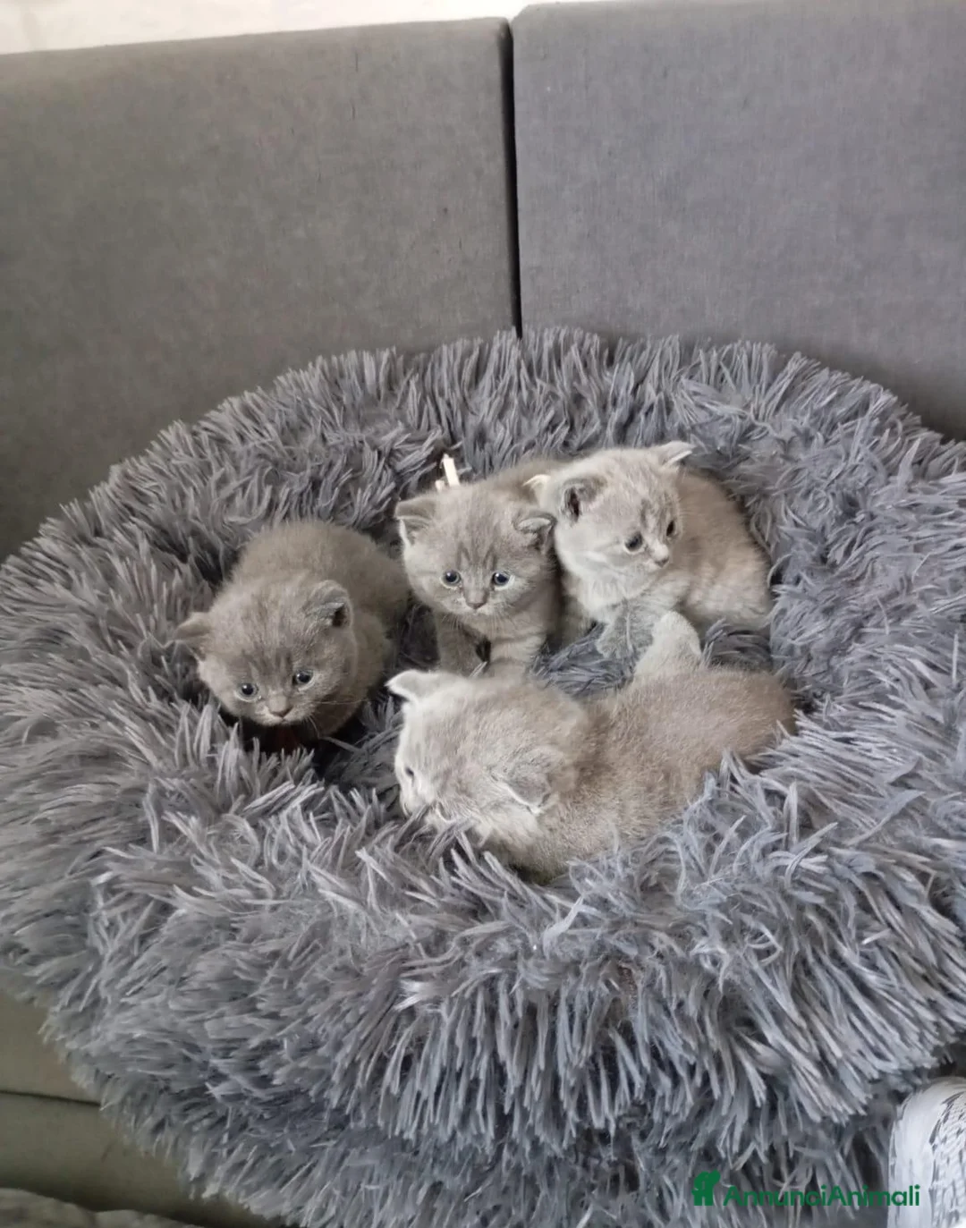 British gatti in vendita: British shorhair cuccioli in prenotazione  - Annuncio 9
