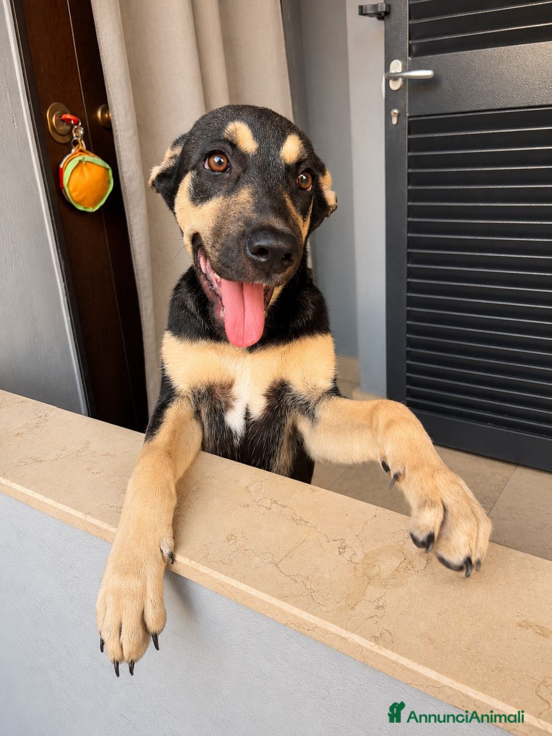 Meticcio cani Arya, simil pastorina! (20-25kg) - Annuncio 8