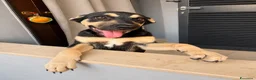 Meticcio cani in regalo: Arya, simil pastorina! (20-25kg) - Annuncio 1
