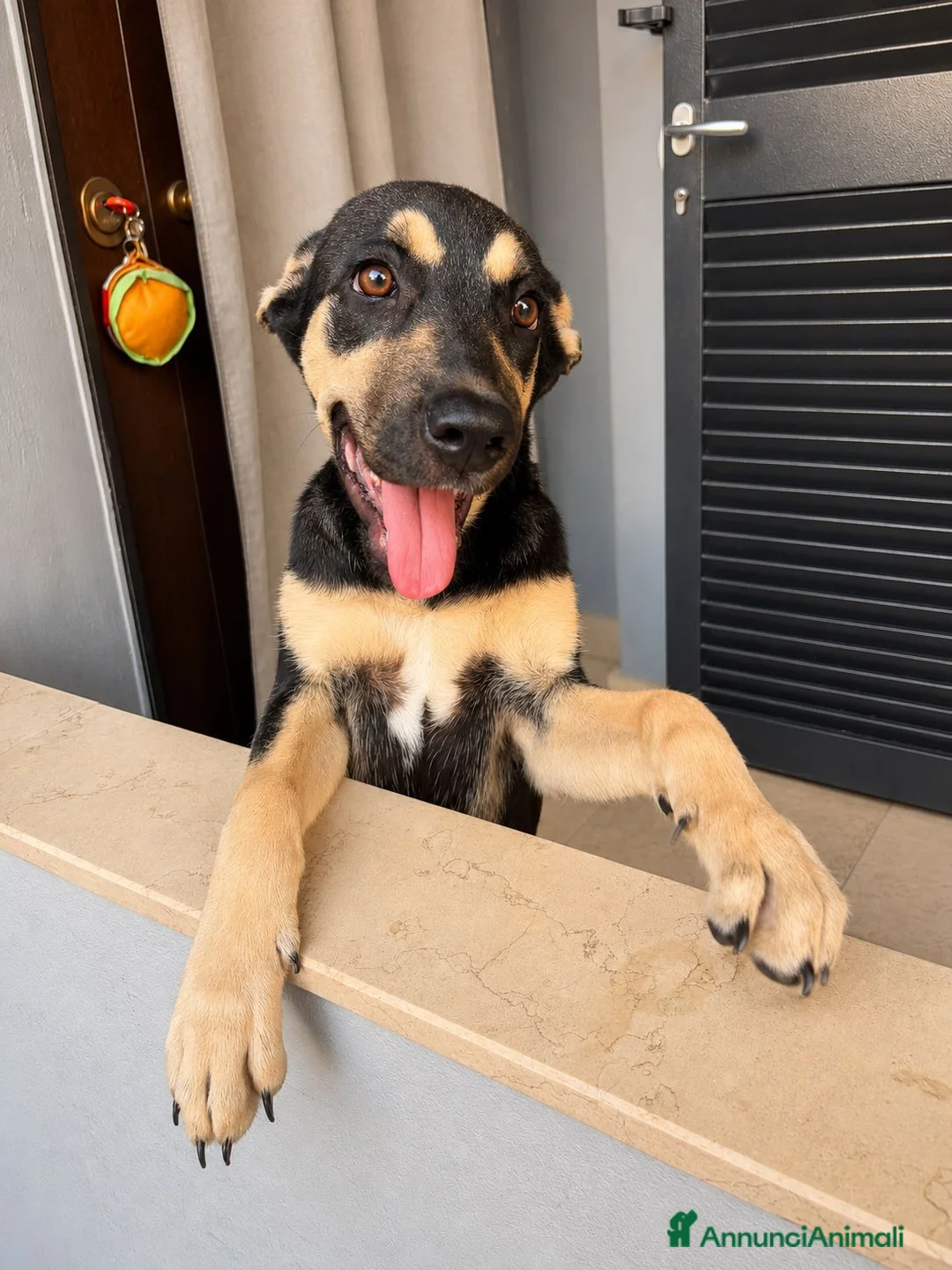 Meticcio cani in regalo: Arya, simil pastorina! (20-25kg) - Annuncio 1