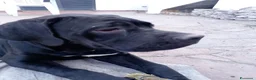 Cane Corso cani in vendita: Cucciola di cane corso - Annuncio 6