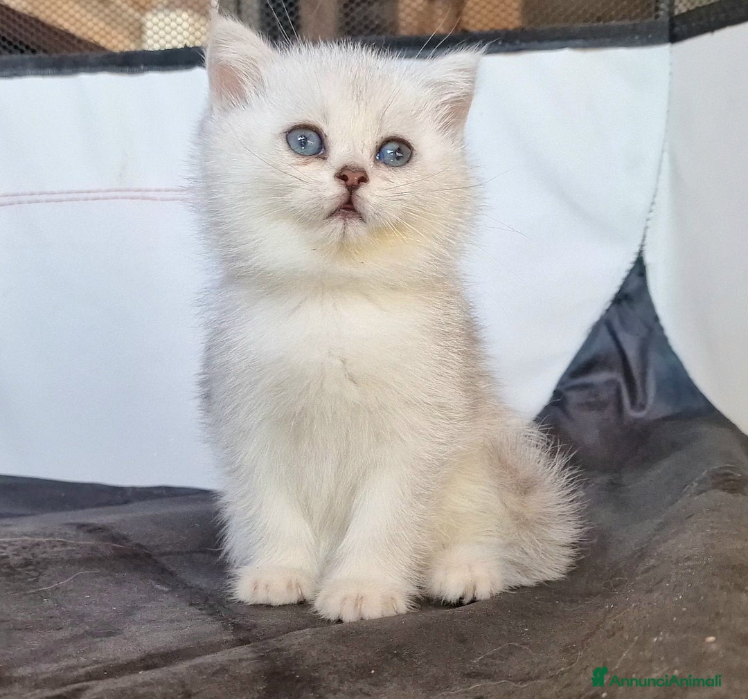 British gatti in vendita: British shorthair e longhair  a Provincia di Monza e della Brianza - Annuncio 4