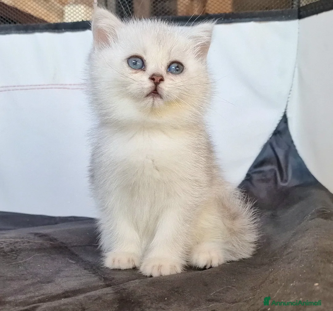 British gatti in vendita: British shorthair e longhair  a Provincia di Monza e della Brianza - Annuncio 3