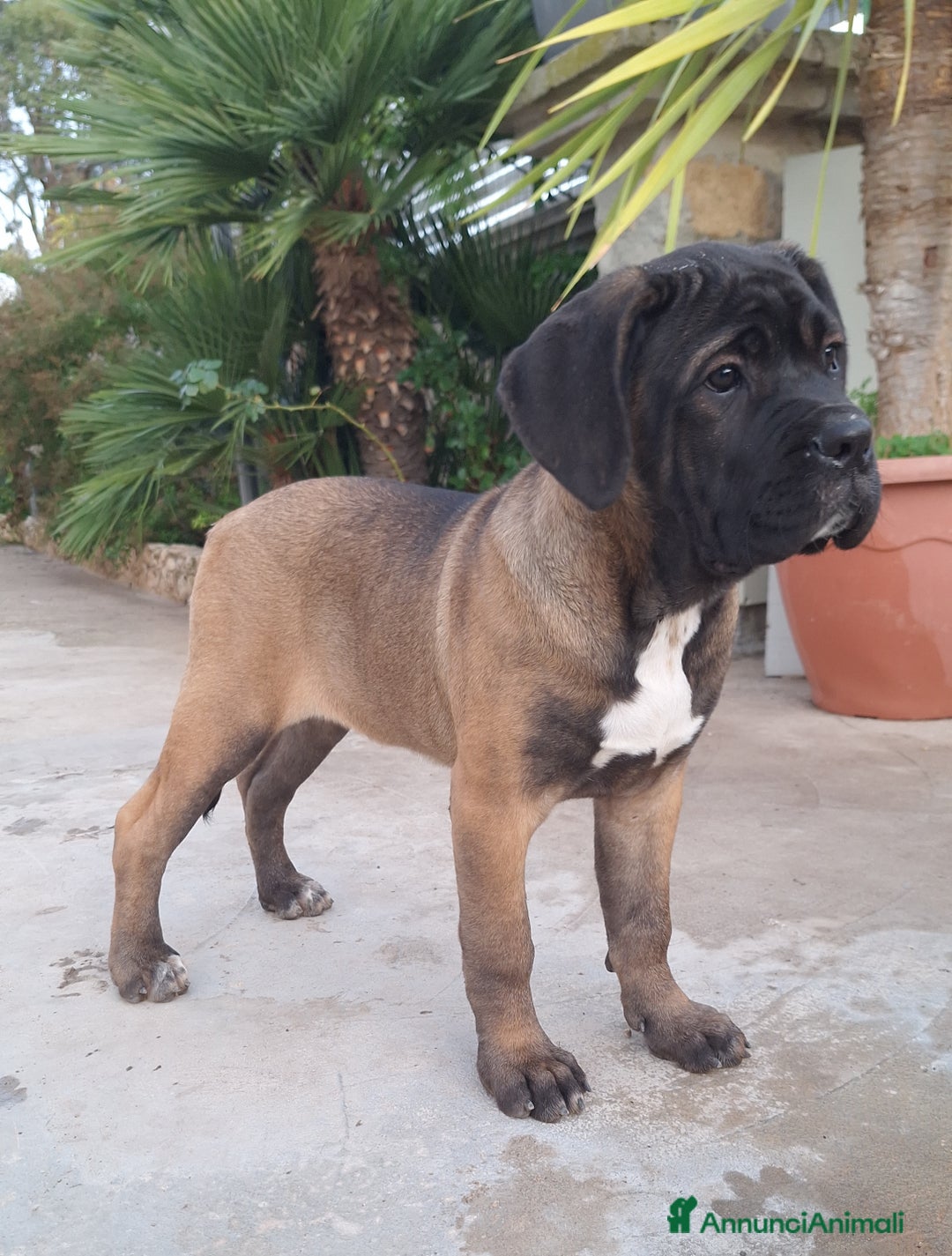 Cane Corso cani in vendita: Cucciole Cane Corso - Annuncio 6