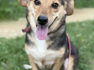 Meticcio cani DOTTIE, tenerissima TG PICCOLA cerca coccole! - Annuncio 23