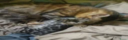 Bengala gatti in vendita:  Bengala manto raro con cuoricini , pedigree afsi - Annuncio 6