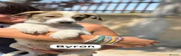 Meticcio cani in regalo: Byron 3mesi medio grande SOS ABBANDONI SIRACUSA - Annuncio 1