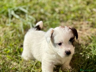 Jack Russell cani Jack Russell alta genealogia - Annuncio 4