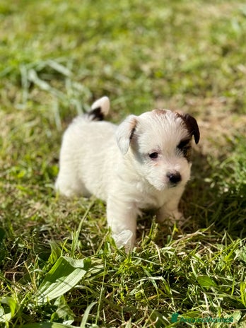 Jack Russell cani Jack Russell alta genealogia - Annuncio 5