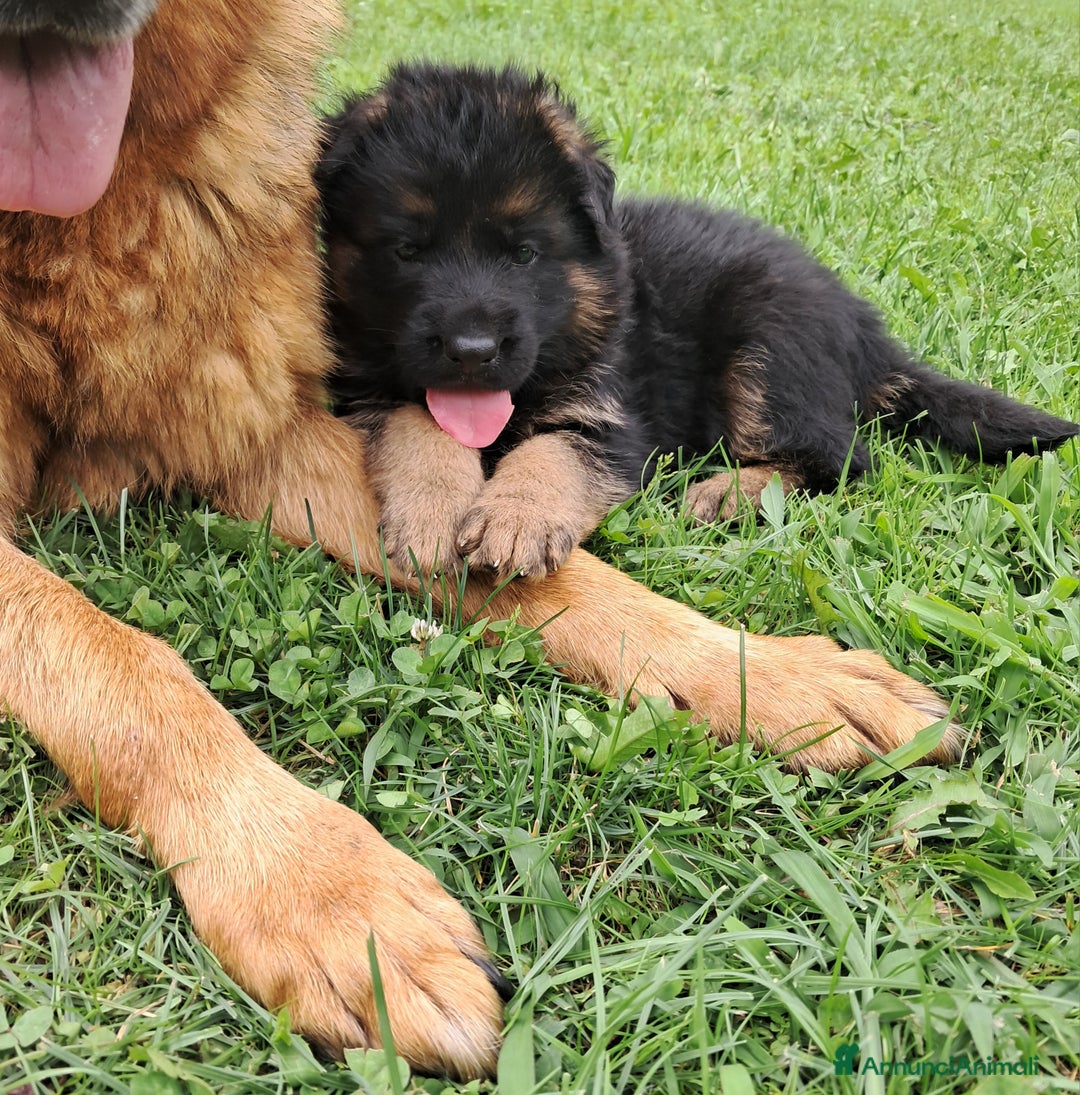 Pastore Tedesco cani in vendita: Super cucciolata pastore tedesco a Provincia di Brescia - Immagine 3