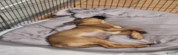 Meticcio cani in regalo: Mortimer ha sconfitto la morte, ora è in canile - Annuncio 4