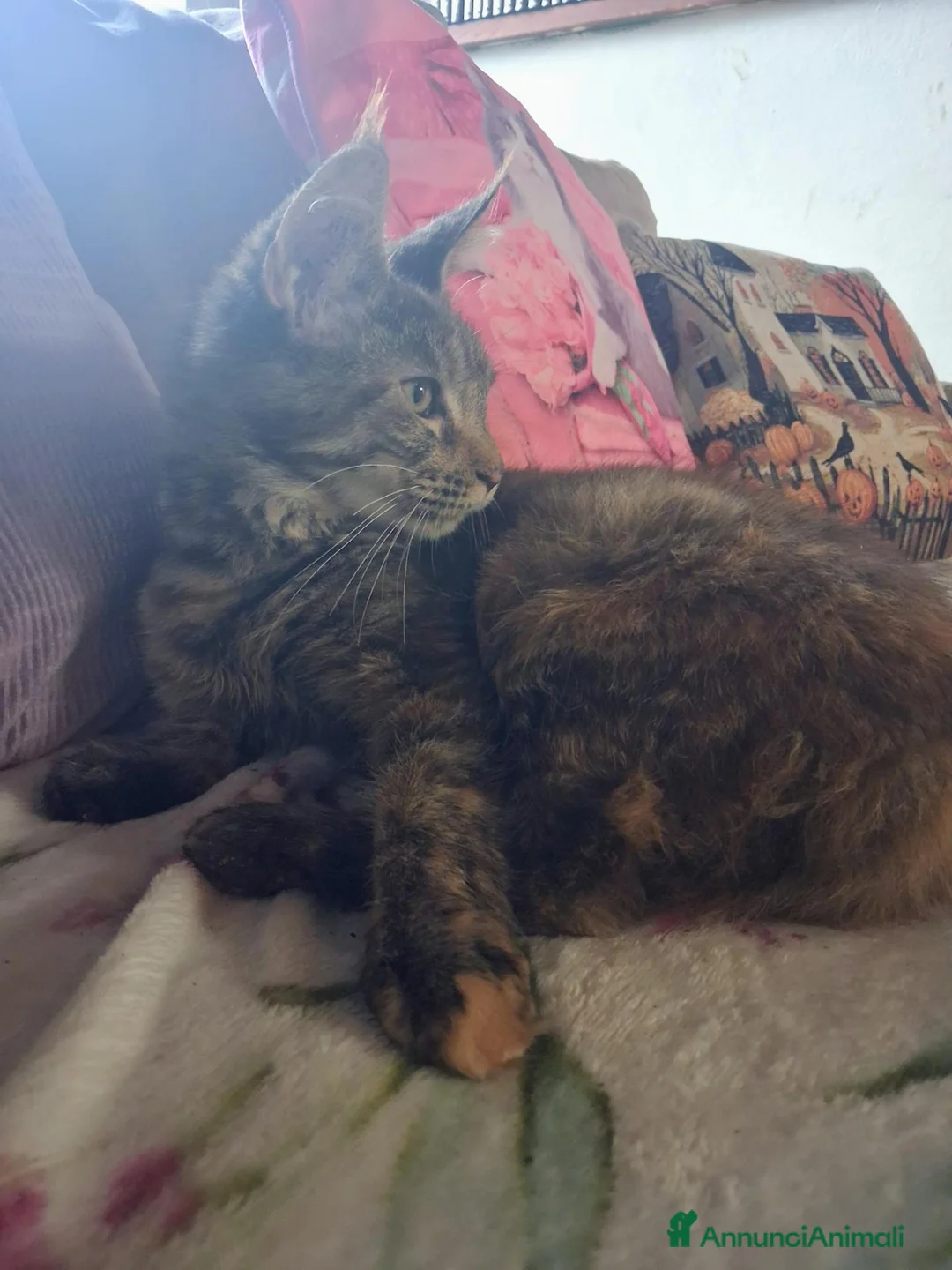 Maine Coon gatti in vendita: Maine coon - Annuncio 5