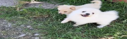 Spitz cani in vendita: Cuccioli di Spitz  - Annuncio 3
