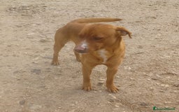 Meticcio cani in regalo: CORFU' CUCCIOLONE INVISIBILE a Provincia di Pistoia - Annuncio 6