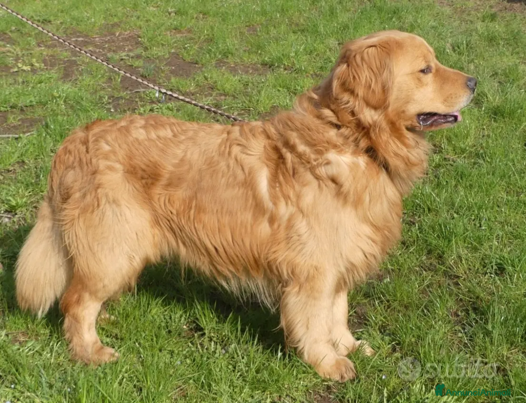 Golden Retriever cani in vendita: Golden retriever cuccioli americani  - Annuncio 5
