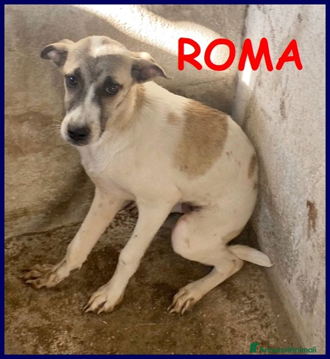 Meticcio cani in regalo: ROMA bella timidina tg contenuta - Annuncio 1