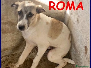 Meticcio cani ROMA bella timidina tg contenuta - Annuncio 12