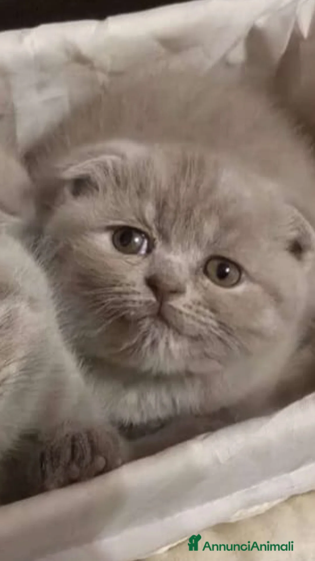 Scottish gatti in vendita: Scottish fold maschio 2,5 mesi  - Annuncio 2