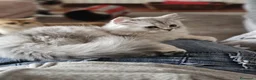 Scottish gatti in vendita: scottish Longhair 5 mesi  - Annuncio 3