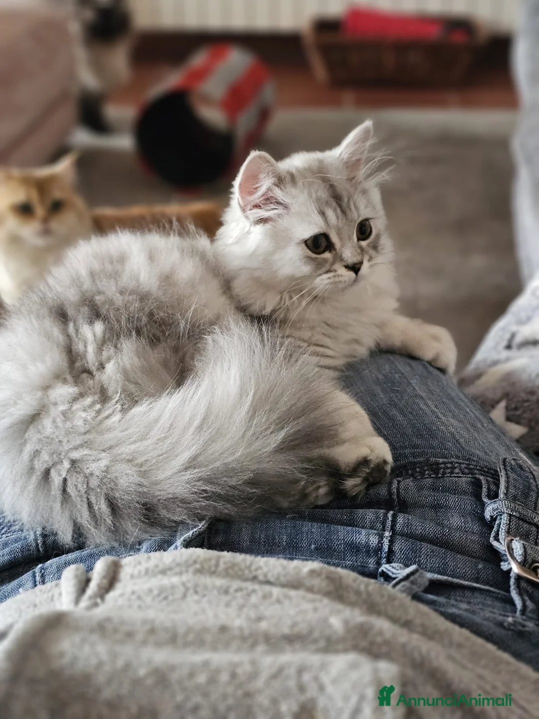 Scottish gatti in vendita: scottish Longhair 5 mesi  - Annuncio 3