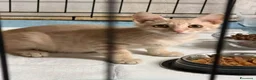 Meticcio gatti in regalo: Ippolito - Annuncio 3