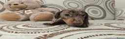 Bassotto cani in vendita: Bassotto tedesco femmina arlecchina cioccolato  - Annuncio 4