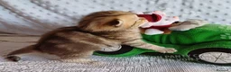 Scottish gatti in vendita: Cuccioli Scottish Fold e Straight a Provincia di Reggio Emilia - Annuncio 16