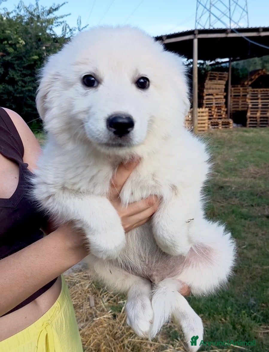 Meticcio cani Cuccioli maschi 2 mesi - Annuncio 14