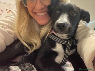 Meticcio cani LA DOLCISSIMA E BELLISSIMA BELLA - Annuncio 2