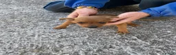Pinscher Miniatura cani in vendita: Bellissimi e dolcissimi cuccioli di pincher nano a Provincia di Benevento - Annuncio 2
