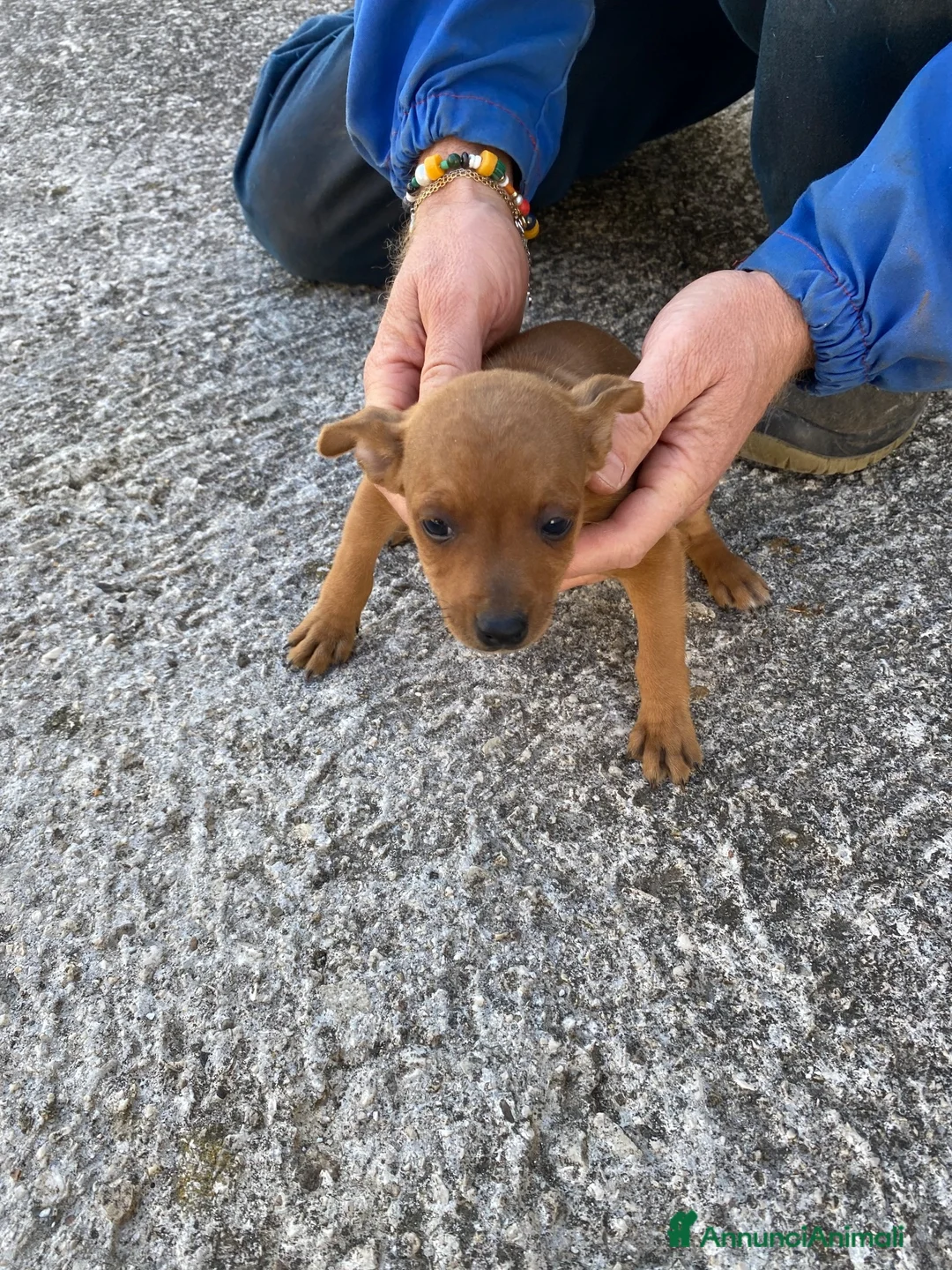 Pinscher Miniatura cani in vendita: Bellissimi e dolcissimi cuccioli di pincher nano a Provincia di Benevento - Annuncio 2