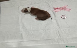 American Staffordshire cani in vendita: AMSTAFF DISPONIBILI  a Provincia del Sud Sardegna - Immagine 4