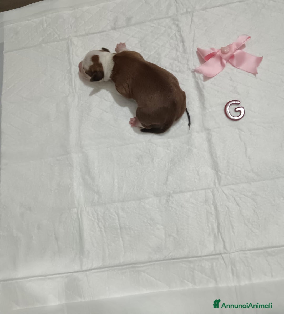 American Staffordshire cani in vendita: AMSTAFF DISPONIBILI  a Provincia del Sud Sardegna - Immagine 4