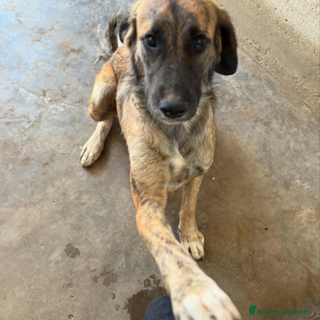 Meticcio cani in regalo: NAIKE, cucciolona dolce e coccolona! Mix KANGAL. - Annuncio 4