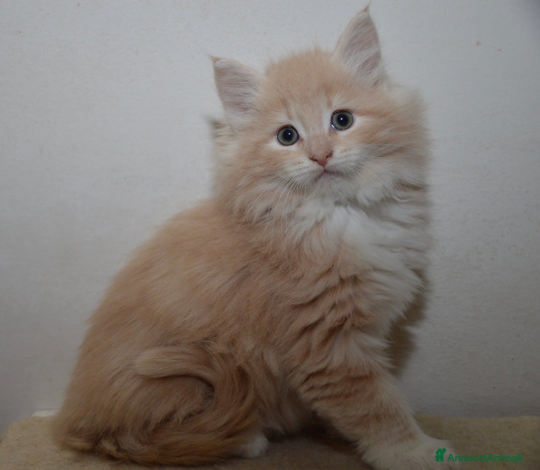 Norvegese gatti in vendita: Cucciolo norvegese delle foreste  - Annuncio 3