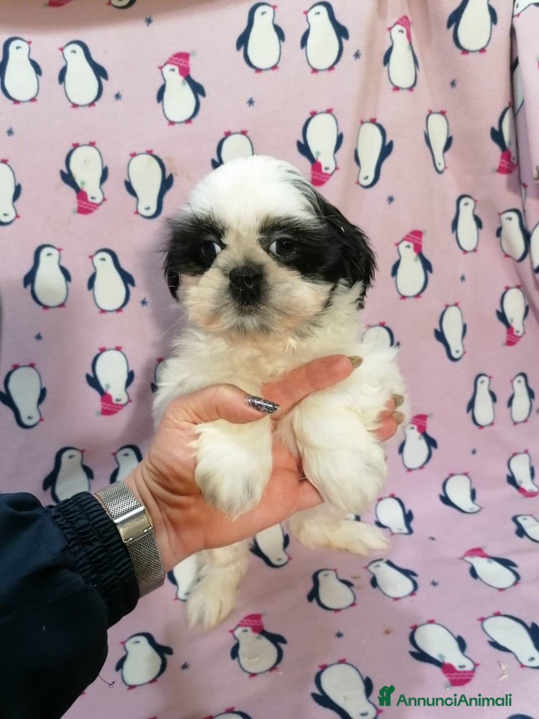 Shih Tzu cani in vendita: Shih Tzu imperiale cuccioli - Annuncio 13