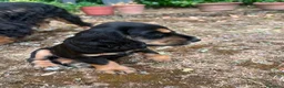 Cocker cani in vendita: VENDO CUCCIOLI COCKER SPANIEL INGLESE - Annuncio 2