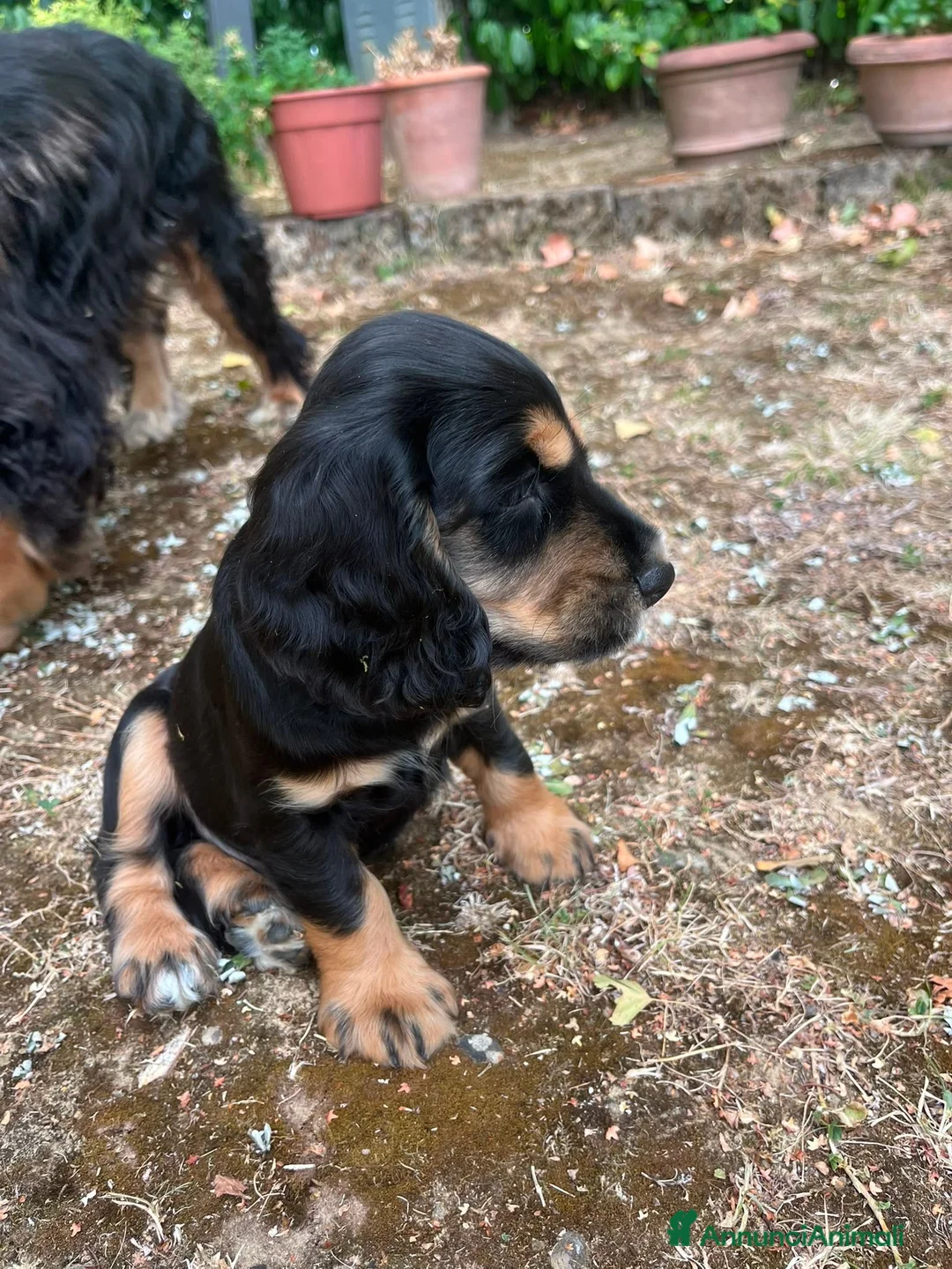 Cocker cani in vendita: VENDO CUCCIOLI COCKER SPANIEL INGLESE - Annuncio 2
