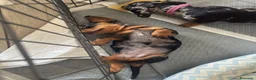 Bassotto cani in vendita: Bassotto arlecchino silver  a Città metropolitana di Roma Capitale - Annuncio 1