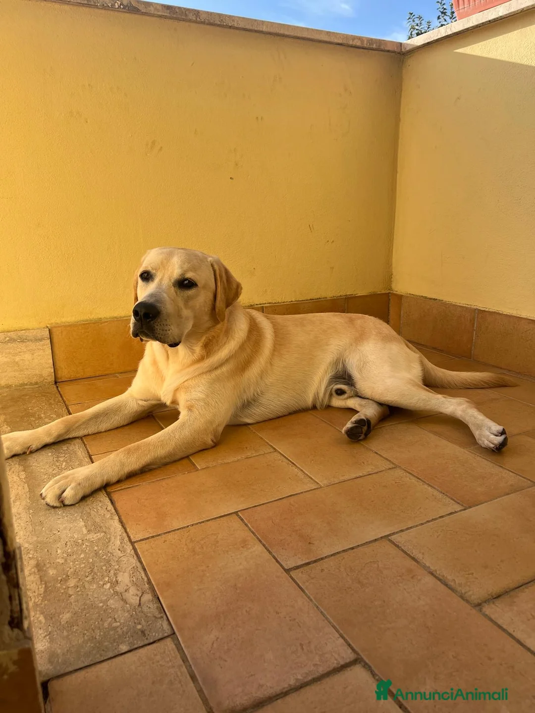 Labrador cani per accoppiamento: Principe Baloo cerca moglie-cane per monta a Città metropolitana di Roma Capitale - Annuncio 2